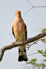 Eurasian hoopoe // Wiedehopf (Upupa epops)