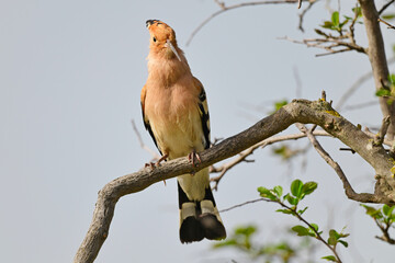 Wiedehopf // Eurasian hoopoe (Upupa epops) © bennytrapp