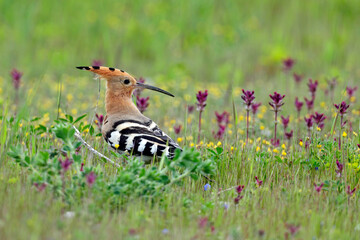 Wiedehopf // Eurasian hoopoe (Upupa epops) © bennytrapp