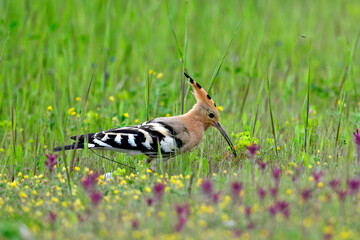 Eurasian hoopoe // Wiedehopf (Upupa epops) © bennytrapp