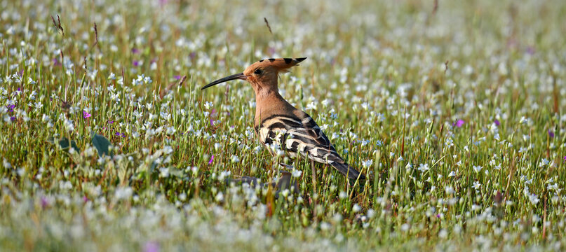Eurasian hoopoe // Wiedehopf (Upupa epops)