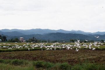 Views of hundreds of cranes flying together