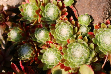 Fototapeta na wymiar Sempervivum arachnoideum KRAMER'S SPINRAD Rojnik pajęczynowaty plant flower succulent