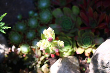 Sempervivum arachnoideum KRAMER'S SPINRAD Rojnik pajęczynowaty plant flower succulent