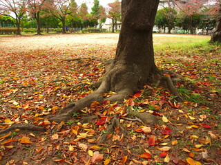 晩秋の桜の枯れ葉散る住宅地の公園風景