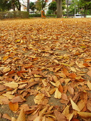 公園に散る欅と桜の枯れ葉