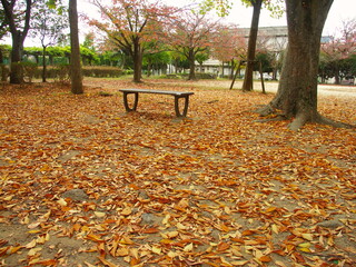 晩秋の欅の枯れ葉散る住宅地の公園風景