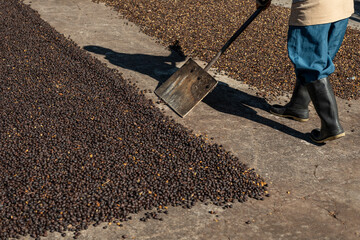Hands of local farmer scattering green natural coffee beans for drying in the sun, Panama, Central...