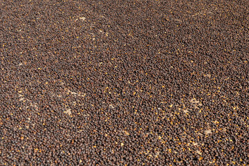 Arabica natural green coffee beans drying in the sun, Panama, Central America - stock photo
