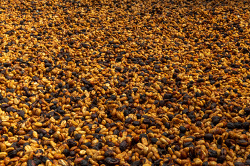 Arabica honey tipe green coffee beans drying in the sun, Panama, Central America - stock photo
