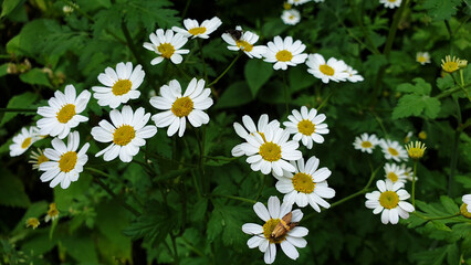 Daisies, flowers, white daisies, natural background