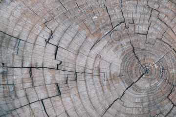 old tree stump texture background