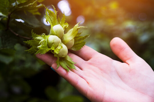 Ripe hazelnuts in gardener hand. Organic eco hazel tree branch in farm garden. Growing nuts on home backyard. Dietary fiber protein vitamin source weight loss diet. Gardening local healthy food eating