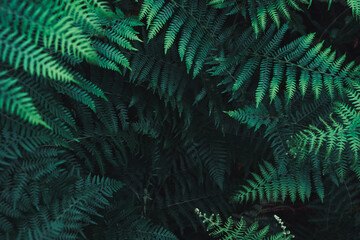 Fototapeta na wymiar Green fern leaves on dark natural forest background. Beautiful wild plants leaves texture.