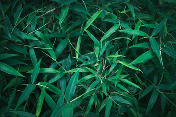 Naklejka na ściany i meble green leaves of bamboo leaves use as natural background