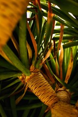 tropical garden