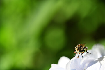 アジサイとアブ