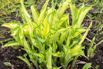 Fototapeta premium Leaves of a yellow hosta bush with a green border, a perennial ornamental plant.