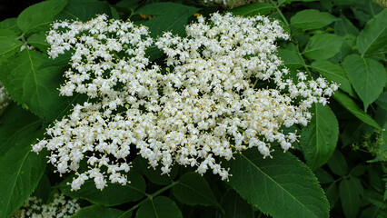 Elderberry, elderberry flowers, natural background, white flowers