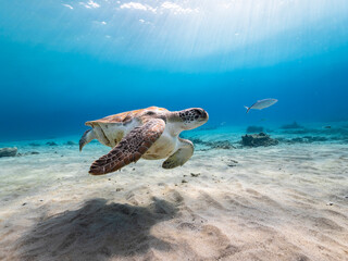 Seascape with Green Sea Turtle in the Caribbean Sea around Curacao