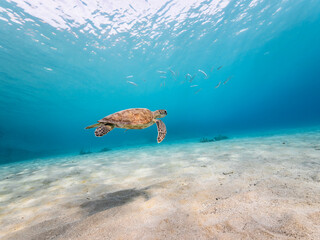 Seascape with Green Sea Turtle in the Caribbean Sea around Curacao