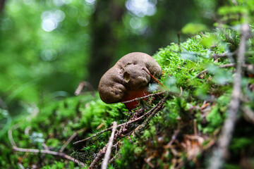 Mushroom in the Forest