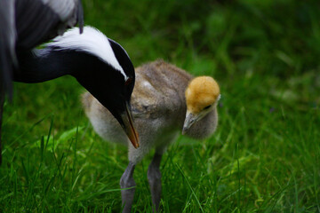 grey crowned crane