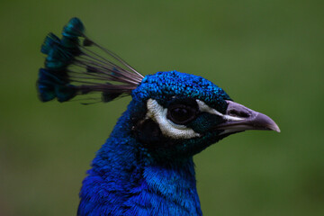 portrait of a peacock