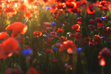 Bright sunrise in the poppy field. Red poppies in the light of the setting sun. Rays of setting sun on a poppy field in summer. Rising sun over the red poppy field in summer. Breathtaking landscape.