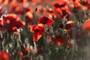 Bright sunrise in the poppy field. Red poppies in the light of the setting sun. Rays of setting sun on a poppy field in summer. Rising sun over the red poppy field in summer. Breathtaking landscape.