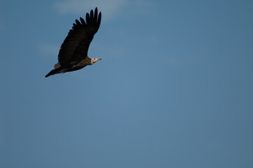 Hooded vulture Necrosyrtes monachus in flight. Niokolo Koba National Park. Tambacounda. Senegal.
