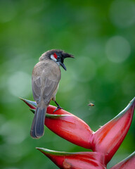 red whiskered bulbul and bee on a flower 