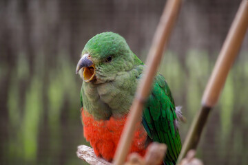 Adult female King Parrot . Alisterus scapularis