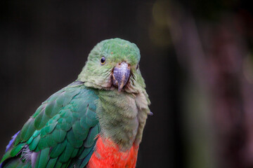 Adult female King Parrot . Alisterus scapularis
