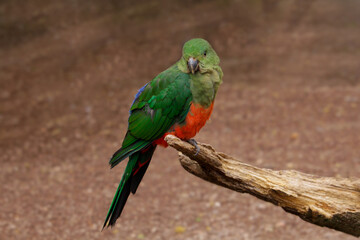 Adult female King Parrot . Alisterus scapularis