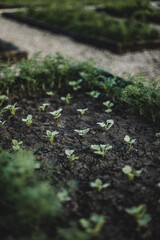 Garden in rustic style. Radishes and dill are grown on a black wooden bed. Selective focus.