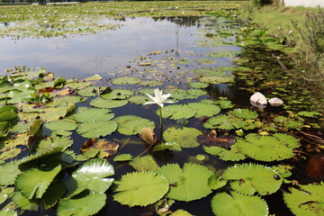 white lotuses and water lilies in the pond
