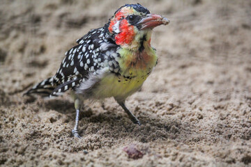 Red and yellow barbet. Trachyphonus erythrocephalus