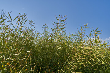 Canola field in the countryside