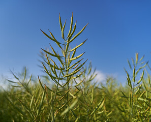 Canola field in the countryside