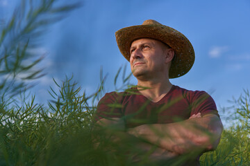 Farmer checking canola plants