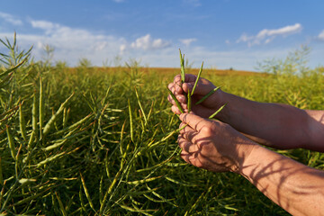 Farmer checking the canola field