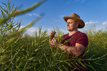 Farmer checking canola plants