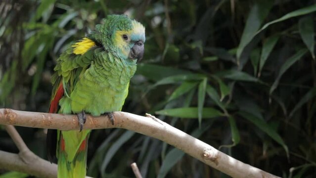 Portrait of a Turquoise-fronted Amazon.