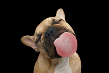 Funny portrait of French bulldog licking screen with enjoyment on isolated black background, front view - obrazy, fototapety, plakaty