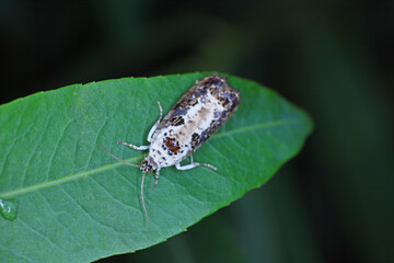 Detailed closeup on the White-backed Marble moth, Hedya salicella sitting on on a willow leaf in the garden.