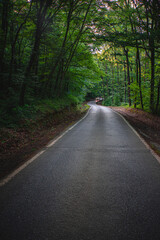 Road in the forest, a lot of trees 