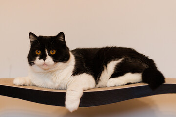 Kot brytyjski bikolor © Emilka