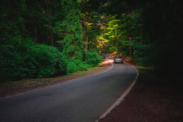 Obraz premium Road in the forest, a lot of trees 