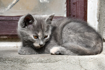 a small gray kitten sits and basks in the yard in the sun 